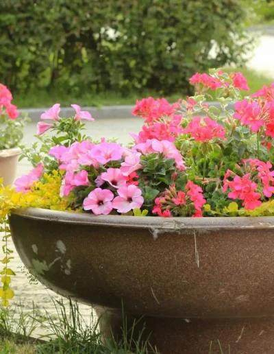 Pink and yellow flower pots