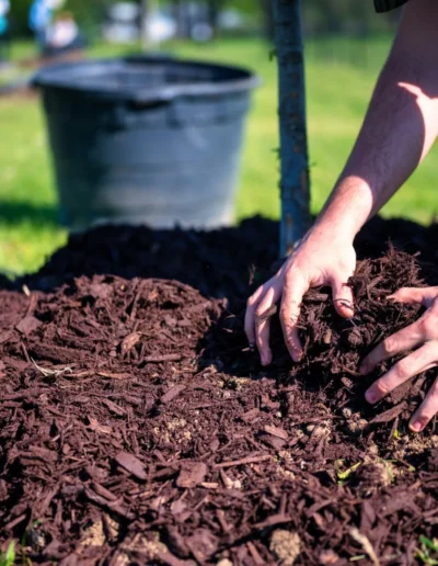 Man Mulching